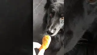 dog eats chicken nugget