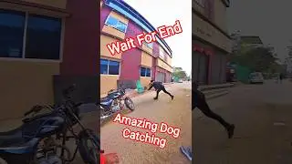 Raheman Boys Unbelievable Dog Catch #dog #dogwithpublicsafety #pets #ytviral #shorts #ytshorts