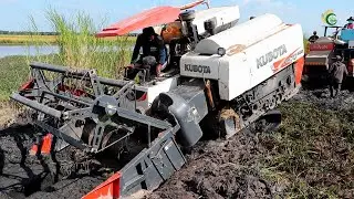 Awesome Rice Harvester Stuck In Deep Muddy Recovery By Harvester Machinery Operator Skills