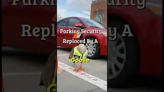 Охрану на университетской парковке заменил гусь.🪿 😭 #шорты