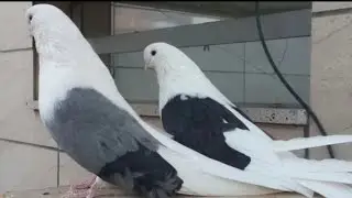 The Million-View Phenomenon: Tehran's Legendary High-Flyer Pigeons