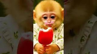So cute, the little monkey is eating an ice pop.#interestinganimals #monkey #cutelittlemonkey#aipets