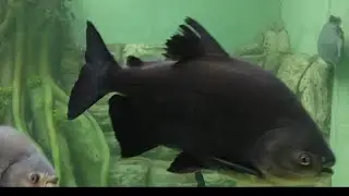 Beautiful fish Red-bellied Pacu (Piaractus brachypomus), also known as Roopchand or Pirapitinga