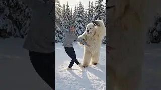 Ballet With a Yeti | When Fantasy Meets Dance 🩰❄️