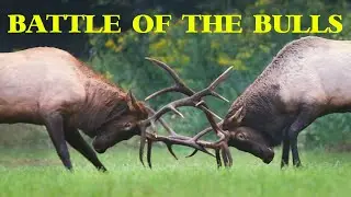 Epic Bull Elk Battle in the Great Smoky Mountains (4K Slow Motion)
