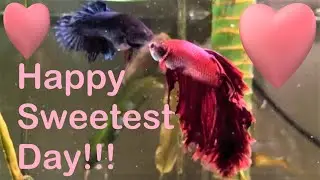Will Our Betta Make A Love Connection On Sweetest Day?