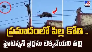 Mother Monkey’s Brave Act : ప్రమాదంలో పిల్ల కోతి ..హైటెన్షన్‌ వైర్లను లెక్కచేయని తల్లి  - TV9