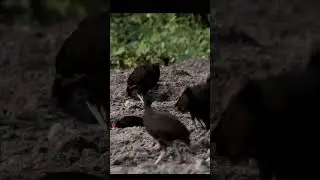 Nicobar Megapode simple fact  #interestingfacts #simplefacts