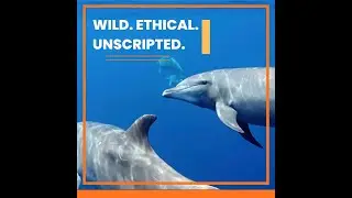Explore Ethical Ocean Safaris on Oʻahu,  Swim with Wild Dolphins & Watch Humpback Whales