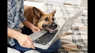 📚Online Classes for People with Pets 🐶 Holistic Therapies, Remedies & More 🌿 Sale Info Below ⬇