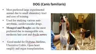 Common laboratory animals   Part 2