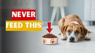 STOP Feeding Your Dog These 10 Toxic Foods