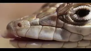 RDFZ Amphibian and Reptile Club 2020-2021 Publicity Video