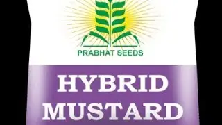 PRABHAT SEEDS  ll Mustard top variety NAWAB ll Top Mustard ll prabhat hybrid seeds