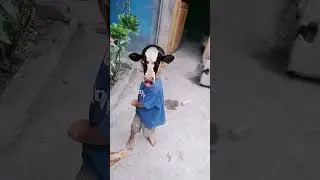 sapi moh