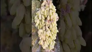 Grapes 🍇 Fruits full HD nature whatsapp status #naturevideo #1trending #trend #viralvideo #shorts