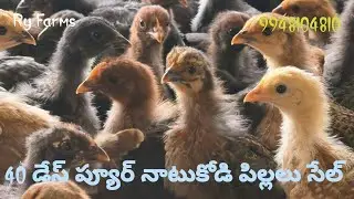 40 Days Pure Natukodi pillalu Sale 9948104810 Raju Reddy Delivery available 