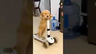Cute Golden Retriever Puppy Riding Scooter #dog #animals #goldenretreiver