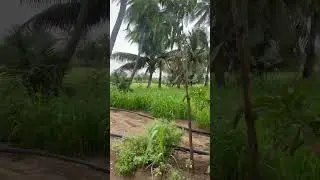 After Rain &ndash; Green Farm and Trees Breathing Fresh 🌿🌧️🌳