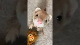 A ferret that loves playing hide and seek with you!#shorts #shortvideo #ferret #animal #cute #pet