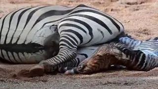 Zebra Giving Birth And Baby's First Steps...!