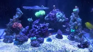 4k on iPhone, torch coral, holy grail, dragon soul, purple goniopora, zoa, saltwater 35g aquarium