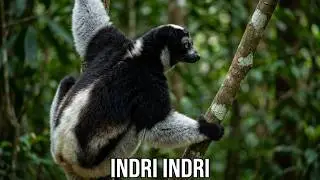 Indri (Indri indri) / Madagascar 2024