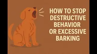 How to stop destructive behavior or excessive barking