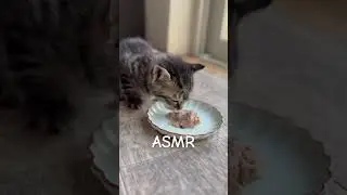 くぅちゃんのASMR