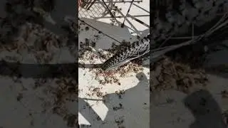 Satisfying Leaf Crunch!