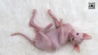 Majestic Queen Hairless Cats