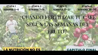 ¿En qué etapa está tu cafeto y qué deberías aplicar? #CaféCosechero#coffee