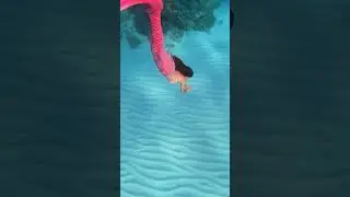 Rollin in the deep with Mermaid Jules #mermaid #h2o #underwater #swim #thelittlemermaid