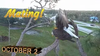 SWFL Eagles ~💞 October, 2 💞 Nestaurations Teamwork & MATING First Time LIVE