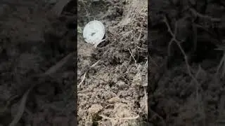 Digging silvers in the forest