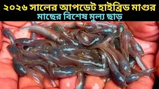 ২০২৬ সালের আপডেট হাইব্রিড মাগুর মাছের ধানি পোনার বিশেষ মুল্য ছাড় | ১০০০ পিচে ১ কেজি | abir fish bd