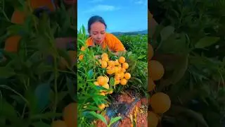 Harvest fruits #fruit #fruits #fruitharvest