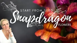 WHY AM I USING VERMICULITE? Starting Snapdragon Seeds