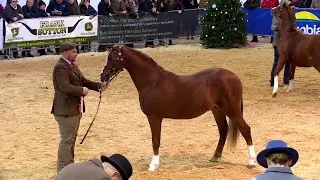 Pencampwriaeth Merlod Cymreig | Welsh Pony Championship