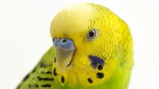 Joint family life 🦜 संयुक्त परिवार जीवन 🐦