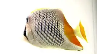 アミメチョウチョウウオ　Pearlscale butterflyfish　Chaetodon xanthurus
