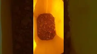 الشكل العذراء OEstrus ovis حشرة الـ