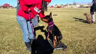 Aggressive Doberman Puppy- Board and Train with D'Awna of Sit Means Sit Summerlin