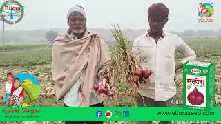 Ellora Seeds | Ellora Nandi #elloraseeds #agriculture #farming #onion #farmer #agri #review #reels