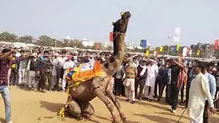 camel Dance in bhiwani animal exhibition 26-02-2022