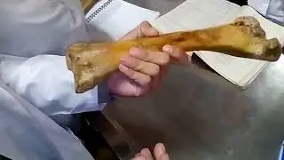 03: Anatomy of Radius & Ulna of Horse, Ox & Dog (Urdu/Hindi) | DVM GUIDE