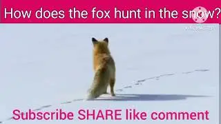 Fox Dives # Hunting # Amazing # wonder# North Africa # Beautiful Video #