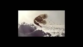 Icarus and the Wax Wings
