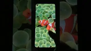 All iOS Wallpapers Evolution!