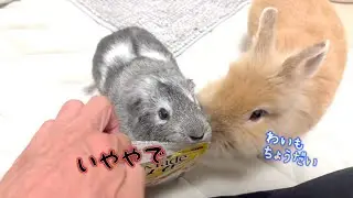 ねねがトップに君臨する日が近いのかもしれませんwww ウサギ モルモット  It might not be long before Nene takes the top spot. EP1056